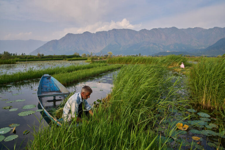 A Kashmiri man harvests grass from Dal Lake to sell as fodder for cattle in Srinagar, Indian controlled Kashmir, Monday, June 1, 2026. (AP Photo/Dar Yasin)