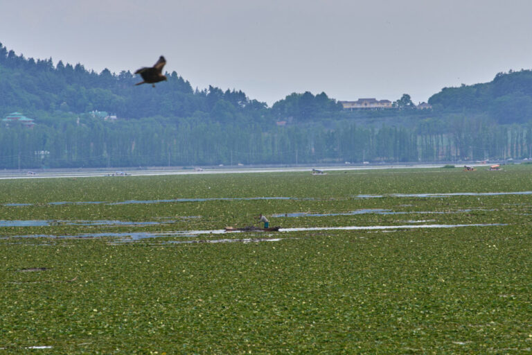 A Kashmiri boatman collects mire and aquatic weeds from Dal Lake to use as manure and to extend a floating gardens on the outskirts of Srinagar, Indian controlled Kashmir, Friday, May 15, 2026. (AP Photo/Dar Yasin)
