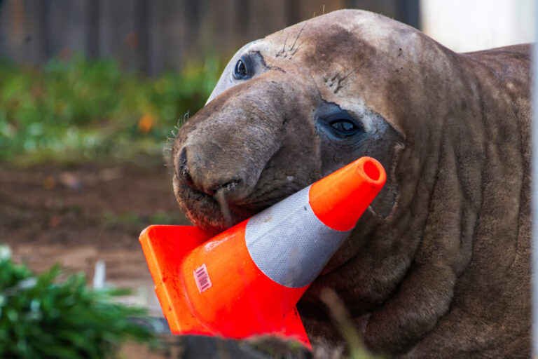 In this photo provided by Sam Volker Photography, Neil the Seal, a 1,000 kg (2,200 pound) elephant seal, plays with a traffic cone in Tasmania, Australia, on June 27, 2026. (Sam Volker Photography via AP)