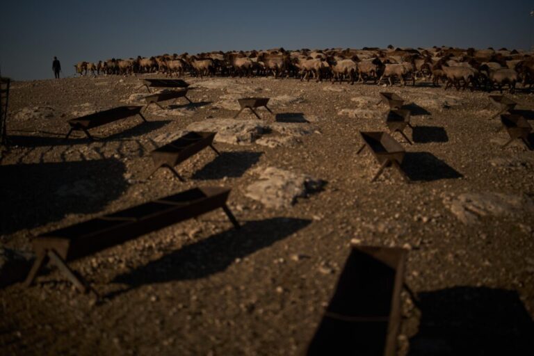 A Palestinian shepherd leads his flock of sheep as they move away from his family compound in the northern Jordan Valley in the occupied West Bank, Wednesday, June 24, 2026. (AP Photo/Leo Correa)