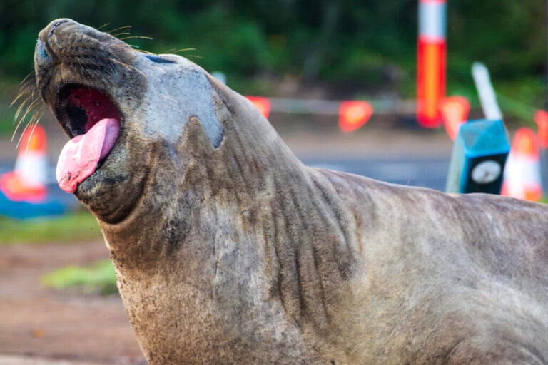 In this photo provided by Sam Volker Photography, Neil the Seal, a 1,000 kg (2,200 pound) elephant seal, moves through an area with traffic cones and bollards in Tasmania, Australia, June 27, 2026. (Sam Volker Photography via AP)