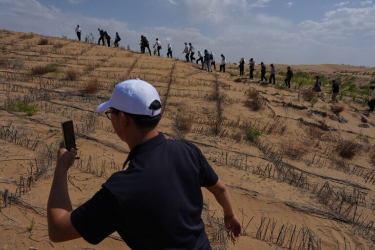 Visitors walk past a grass checkerboard on a sand dune that is part of desertification control efforts at the Engebei Ecological Area near Ordos in northern China's Inner Mongolia province on Friday, June 12, 2026. (AP Photo/Ng Han Guan)