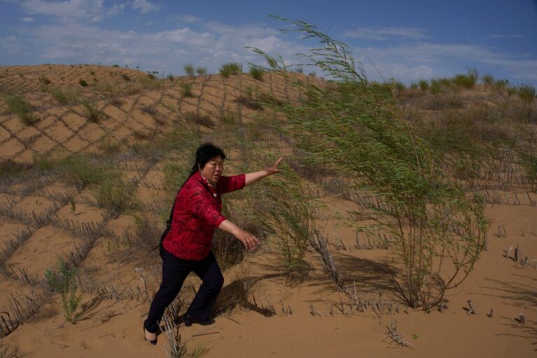 Desert control worker Yin Yuzhen walks along sand dunes covered by grass checkerboard that's part of desertification control efforts at the Engebei Ecological Area near Ordos in northern China's Inner Mongolia province on Friday, June 12, 2026. (AP Photo/Ng Han Guan)