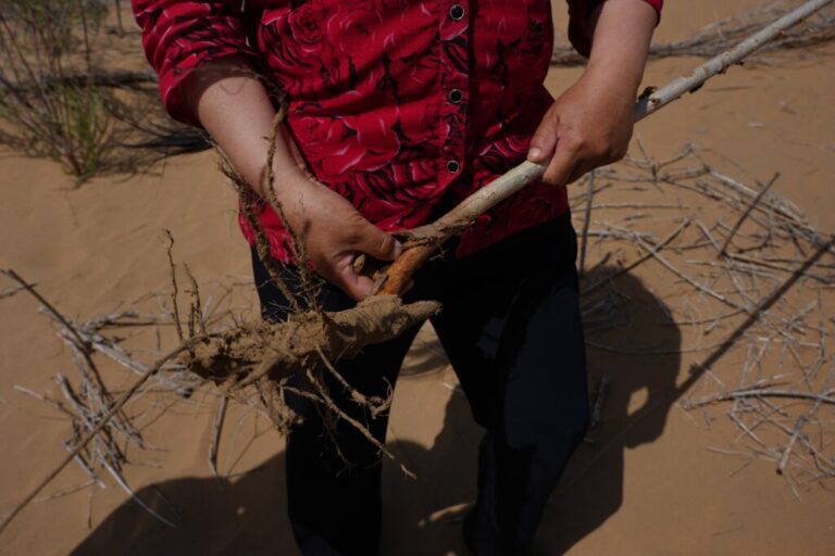 Yin Yuzhen, a sand-control worker, holds up a plant that did not survive because it was not planted deep enough while at a desertification control site at the Engebei Ecological Area near Ordos in northern China's Inner Mongolia province on Friday, June 12, 2026. (AP Photo/Ng Han Guan)