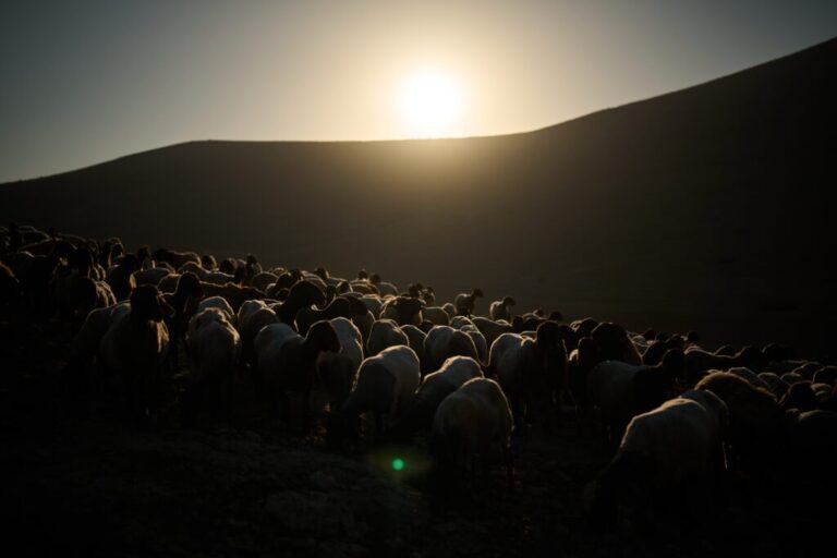 A herd of sheep graze on a hill as the sun rises over a Palestinian community in the northern Jordan Valley, in the occupied West Bank, Wednesday, June 24, 2026. (AP Photo/Leo Correa)