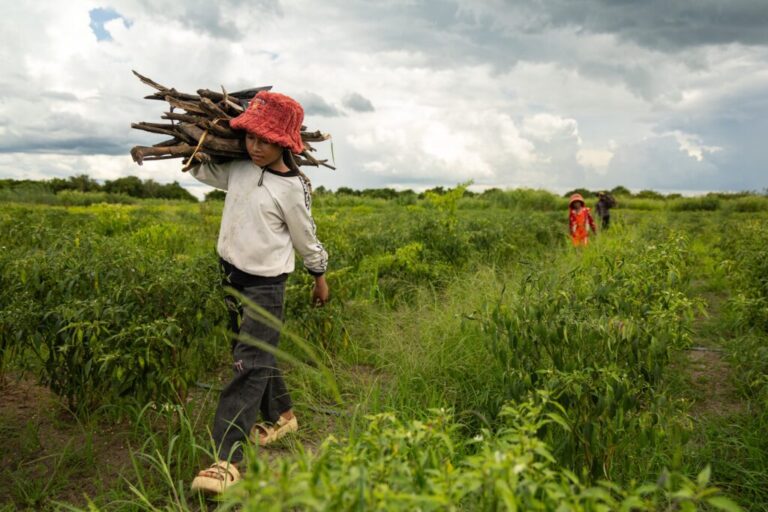 Sou Sreynich collects firewood with her family near their home in a floating village on Cambodia's Tonle Sap Lake on Monday, June 29, 2026. (AP Photo/Anton L. Delgado)