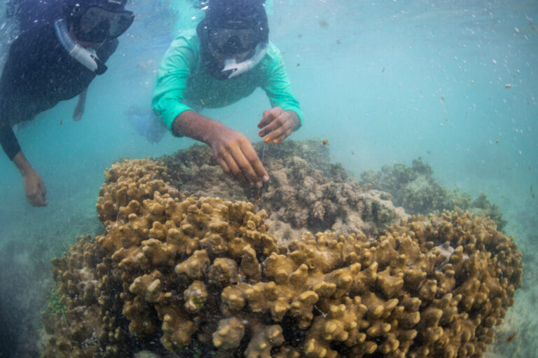 Yoohaa Ibrahim Saeed and Mariyam Ulfa Ahmed of Ripple, a youth group, pull out a fishing line that has become entangled with a coral during an underwater clean up session with the Aloha Ufaa Surf Club off the coast of Hulhumale, Maldives, June 27, 2026. (AP Photo/Sophia Nasif)