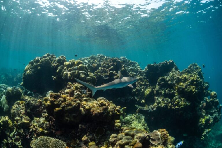 A juvenile grey reef shark swims at Addu Nature Park, a protected UNESCO Biosphere Reserve, off the coast in Addu City, Maldives, Feb. 23, 2026. (AP Photo/Sophia Nasif)