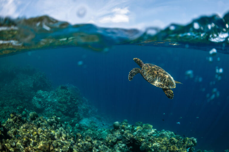 A hawksbill turtle swims at Addu Nature Park, a protected UNESCO Biosphere Reserve, off the coast of Addu City, Maldives, Feb. 23, 2026. (AP Photo/Sophia Nasif)